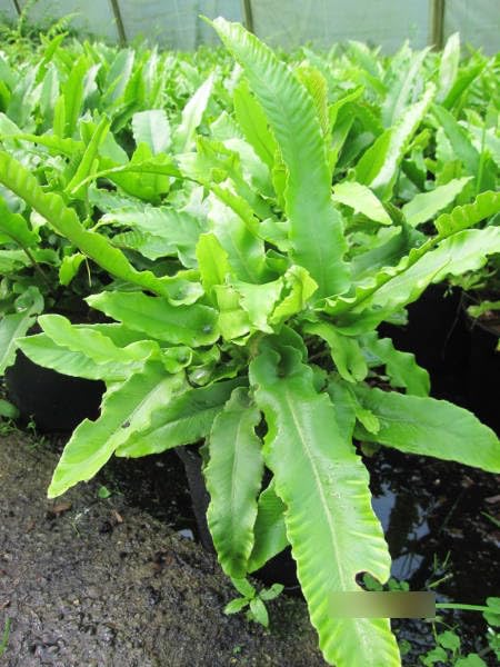 Phyllitis scolopendrium - Hirschzungen Farn
