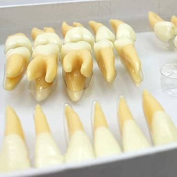 Amazon.co.jp: 器官模型歯科模型、大型歯科歯模型、2.5倍拡大