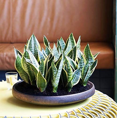 PLANT IN A BOX - Set van 3 Sansevieria Laurentii - Vrouwentong - Oersterke kamerplanten - pot ⌀12 cm - Hoogte 30-40cm - Afbeelding 5