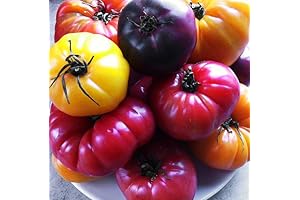 30+ Varieties Of Deluxe Tomato Seeds, The Most Extensive Range