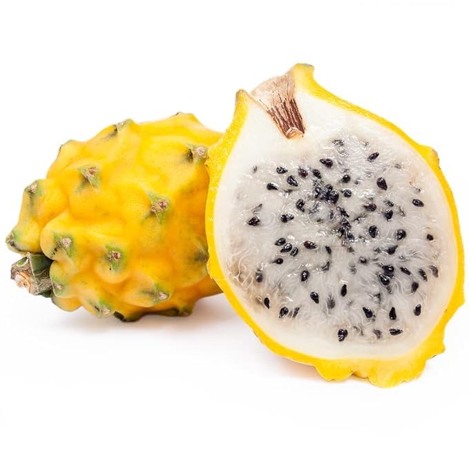 Image of Dragon Fruit Plant Combo Pack of 3 - All three Color Varieties- Yellow Skin, PinkSkin with White Flesh and PinkSkin with PinkFlesh.[v0.5]