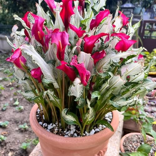 3 piezas bulbos de cala resistentes - bulbos primavera resistentes al invierno para balcones los de son bulbo alcatraces