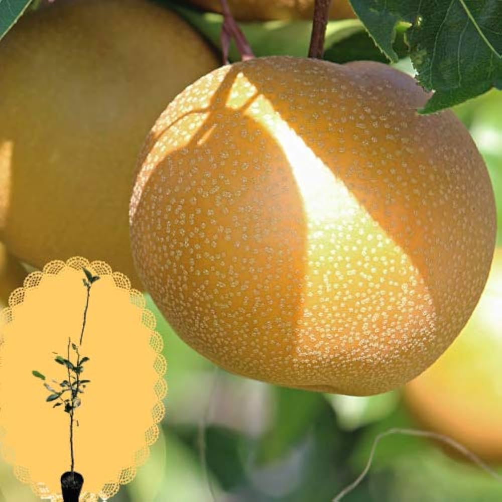 秋月 梨の苗木 約140 CM実付き 楽天市場】梨 苗木 【あきづき】 1年生接木苗 単品 or 受粉樹セット