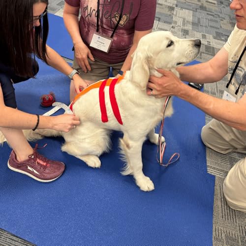Vendaje neuromuscular para perros y caballos VetkinTape, cinta elástica roja de 20 rollos 8