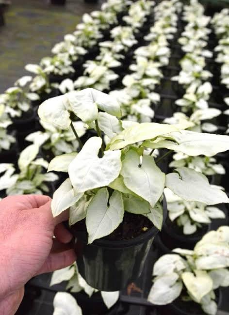 BISWAS PLANTS HOUSE` Good Luck Air Purifying White Syngonium Live Indoor Plant (pack of-1) Healthy Plant "With Free Black Pot" WB21-image-2