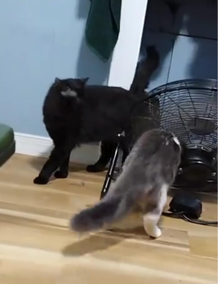 Meow Mix Original Choice Dry Cat Food, 6.3 Pound Bag photo review