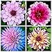 FStening 4 Stück Mix Dahlien Zwiebeln Für Den Garten Balkon Pflanzen Erbstück Knollen Blumen Farben Frisch Angenehm Brauchen Nicht Viel Pflege Geeignet Für Indoor Bouquet Dekoration nicht günstig Kaufen-FStening 4 Stück Mix Dahlien Zwiebeln Für Den Garten Balkon Pflanzen Erbstück Knollen Blumen Farben Frisch Angenehm Brauchen Nicht Viel Pflege Geeignet Für Indoor Bouquet Dekoration
