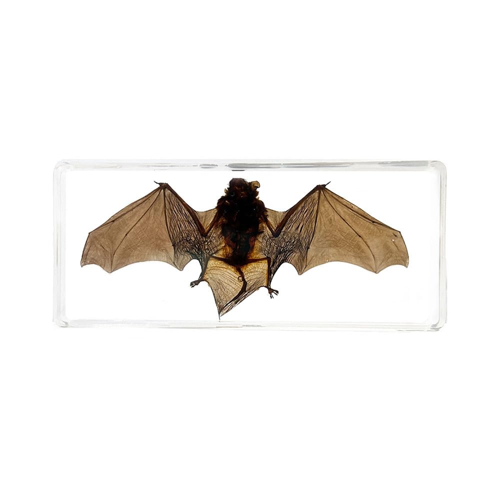 Lllunimon Real Bat Specimens in Resin Paperweight Crafts, Bat Taxidermy Animal Specimen for Science Education Gifts,B