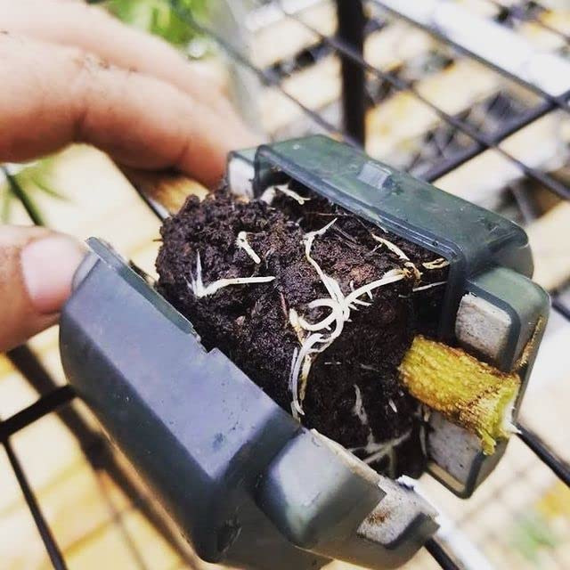 Root Pods Starter Kit (Grey)
