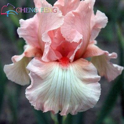 30pcs Hot Iris Iris Semi Orchid Semi perenni rari