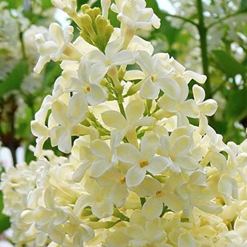 Yegaol Garden 50Pcs Yellow Lilac Seeds Perennial Non-Gmo Fragrant Shrub Bush Deer Resistant Flower Seeds Garden Plant #TOP4