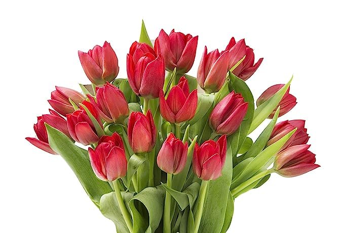 kabloom prime next day delivery - shasta collection  bouquet of 20 red tulip gift for birthday sympathy anniversary get well thank you valentine mothers day flowers