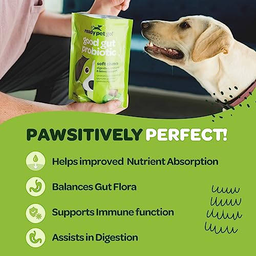 Probiotic Chews for Dogs Gut Health | Tasty Pro and Prebiotics for Dogs Digestive Health Immunity Itchy Skin & Seasonal Allergy Support with Pumpkin Dog Probiotics and Digestive Enzymes | 90 Chews Probiotic Chews for Dogs Gut Health | Tasty Pro and Prebiotics for Dogs Digestive Health Immunity Itchy Skin & Seasonal Allergy Support with Pumpkin Dog Probiotics and Digestive Enzymes | 90 Chews