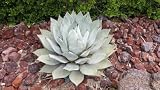5 Artichoke Agave Parry's Huachuca Agave Parryi Huachucensis Century Plant Succulent Cactus Seeds
