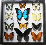 REAL 12 MIX BEAUTIFUL BUTTERFLY IN FRAME DISPLAY INSECT TAXIDERMY