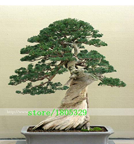 . GGG 50 ginepro bonsai fiori in vaso bonsai ufficio a purificare l'aria assorbire i gas nocivi: Rosso: Only Seeds - Afbeelding 4