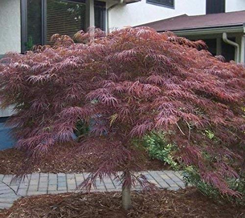 Inaba Shidare Weeping Laceleaf Japanese Maple