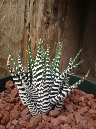 Haworthia Attenuata-Wide Zebra-Super White Zebra