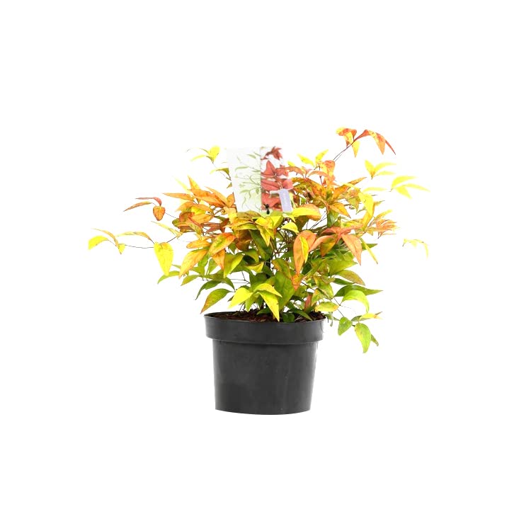 Bambù sacro 'Firepower' 30–40 cm Vaso – Nandina domestica 'Firepower' – Foglia rossa decorativa in autunno
