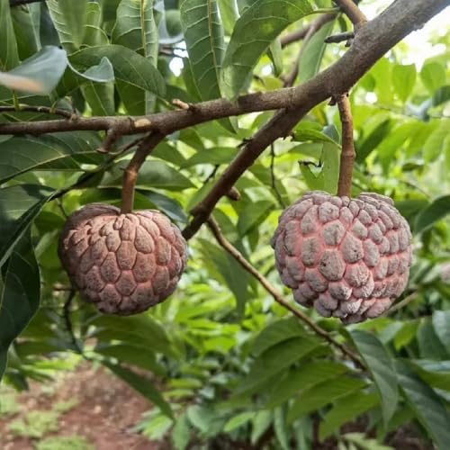 Semillas de fruta de graviola, semillas de plantas Semillas de guanábana, Annona muricata, Plantas resistentes al exterior. plantas para lugares soleados plantas de balcón, semillas de 150pcs
