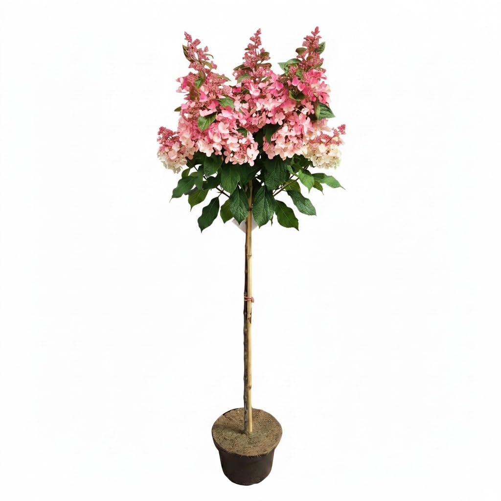 Hydrangea paniculata 'Wim's Red' Hochstamm, Rispenhortensie, Blüten weiß bis bordeauxrot, winterhart, 170–180 cm, für Garten & Balkon