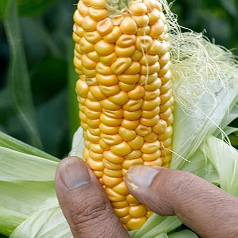 Thompson and Morgan Early Xtra Sweet Sweetcorn Seeds Cover