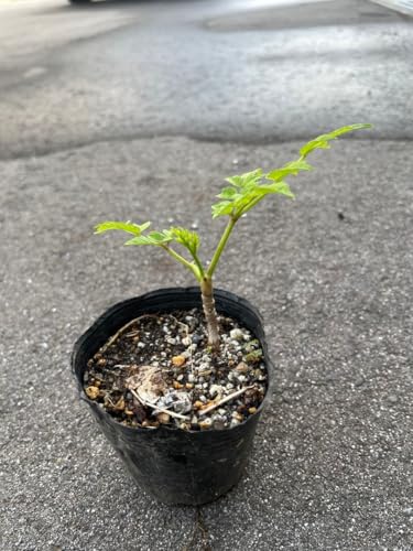 タラの芽」の人気商品一覧 | 安い商品を通販サイトから探す - 価格.com