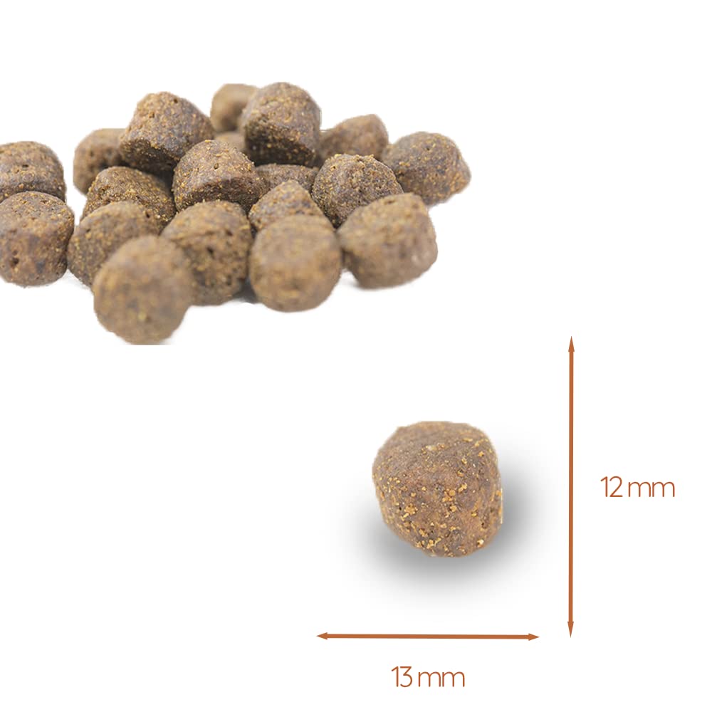 Wildfang® Croquettes Sèches pour Chiens 2kg – Croquettes Sèches Premium au Saumon, sans Céréales & sans Gluten, avec Ingrédients Naturels, sans Sucre Ajouté, Nourriture pour Chiots – Pack de 2