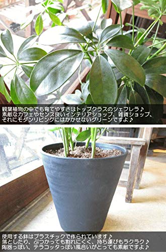 Amazon｜シェフレラ ホンコンカポック 7号鉢サイズ 黒色 セラアート鉢