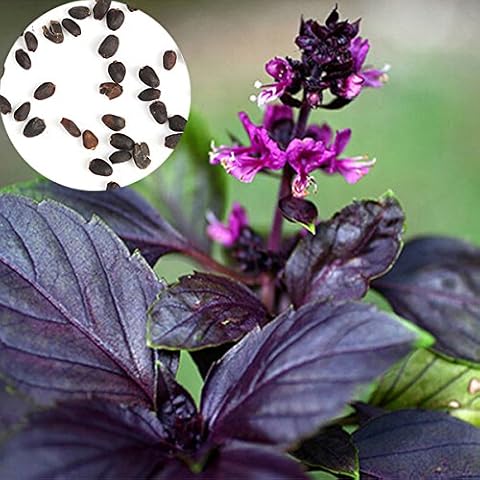 100pcs Dark Basil Purple Basilicum Ocimum Herb Seeds Garden Cover