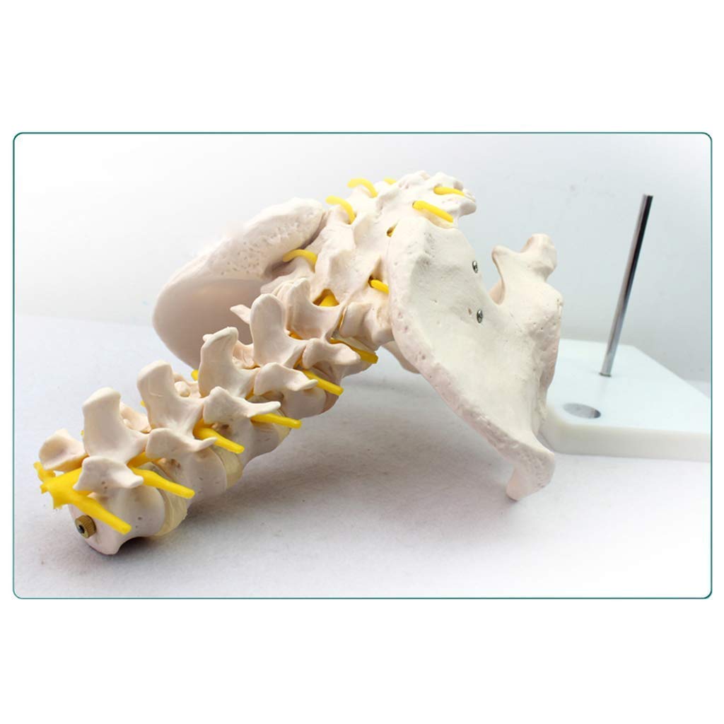 Model anatomiczny Model anatomiczny miednicy - miednica męska z pięcioma modelami kręgów lędźwiowych - materiał PVC Anatomia człowieka Naukowy anatomiczny model człowieka - do nauczania mate
