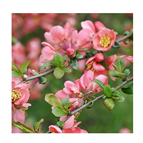 Chaenomeles x superba 'Pink Trail' 15cm Pot Size