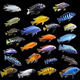 5-Pack Assorted African Mbuna Cichlids Freshwater...