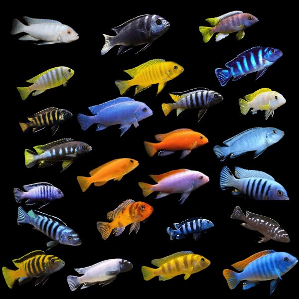 5-Pack Assorted African Mbuna Cichlids Freshwater Live Fish Species Originating Lake Malawi Suitable Rock Based Community Aquariums Featuring Active Behavior Diverse Patterns Bold Natural Coloration