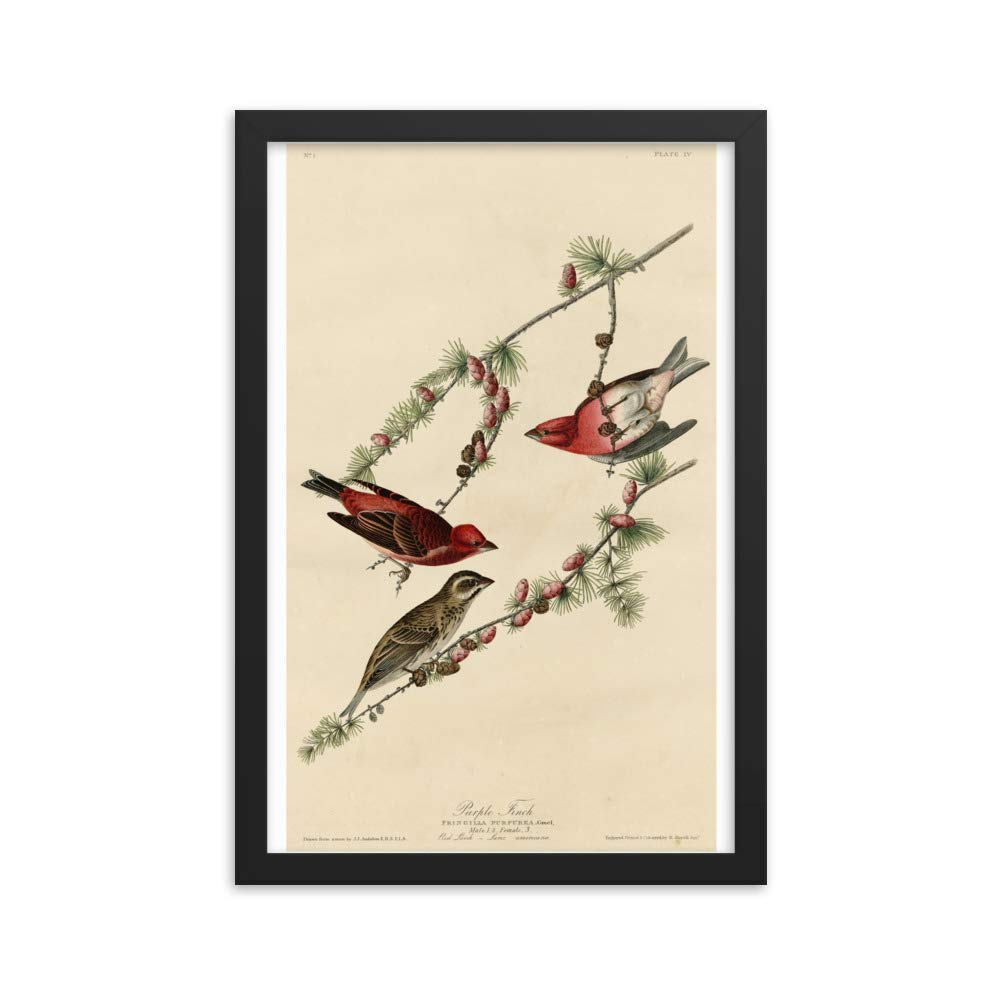 Pinson Audubon cadre vintage oiseau violet finition premium