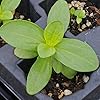 Seed Needs Thumbelina Zinnia Seeds for Planting - Heirloom & Open Pollinated Annual Dwarf Cut Flowers - Grow a Butterfly Garden to Attract Pollinators (1 Pack)