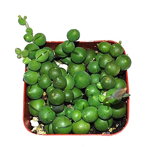 Generic String of Pearls 2 inch Pot