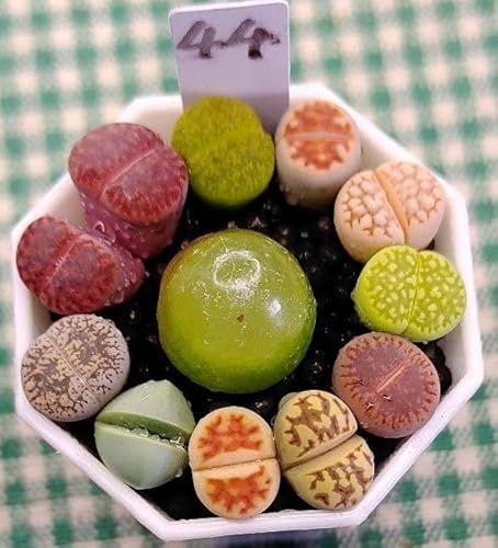 種 リトープス」の人気商品一覧 | 安い商品を通販サイトから探す 種 リトープス」の人気商品一覧 | 安い商品を通販サイトから探す