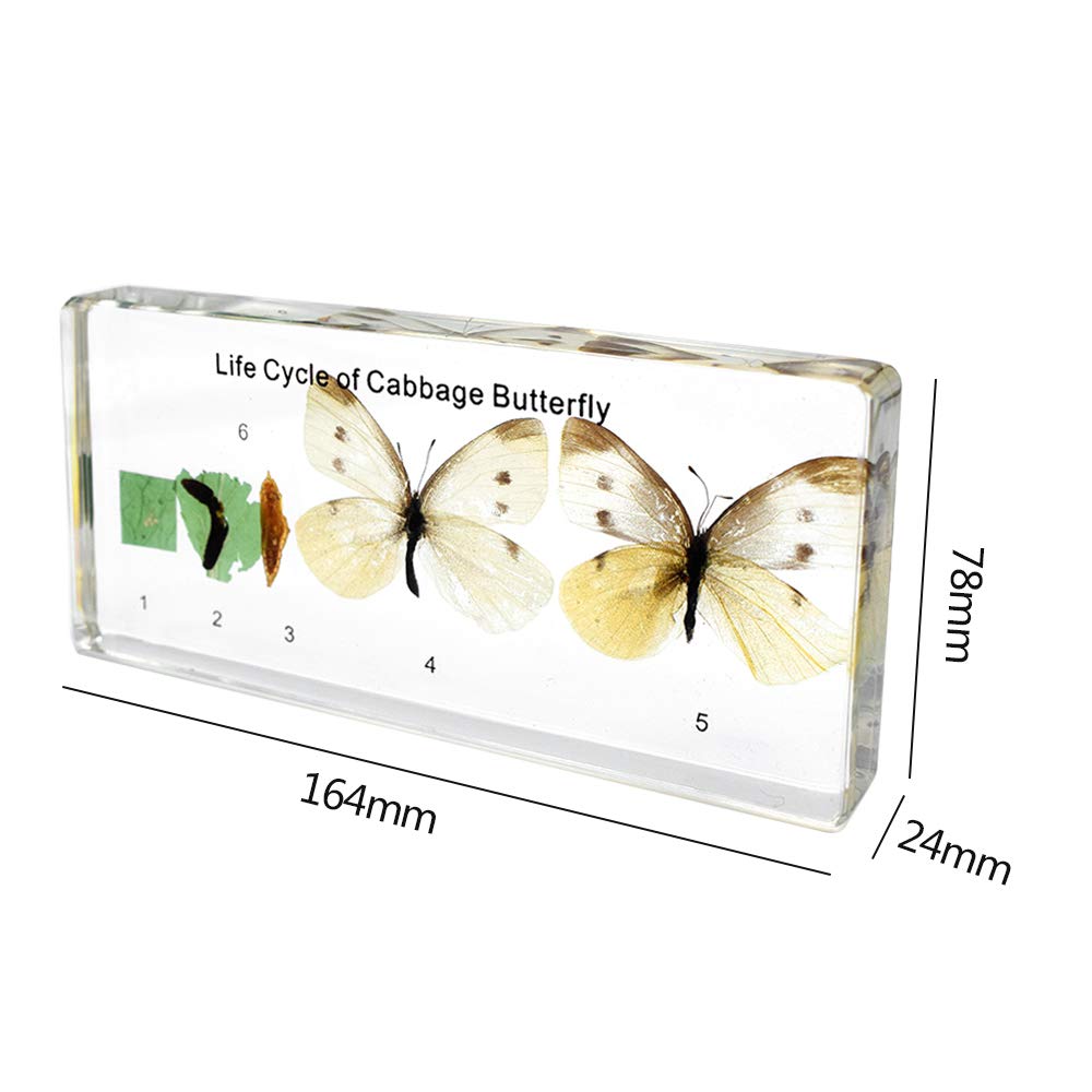 Lifecycle of a Cabbage Butterfly Animal Paperweight Science Classroom Specimens Insect Specimens for Science Education