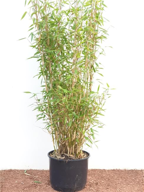 Fargesia murieliae 'Jumbo' 80-150 cm  Winterhart, Immergrn, Pflegeleicht   Gartenbambus  Heckenpflanze fr Garten & Sichtschutz : Amazon.de: Garten