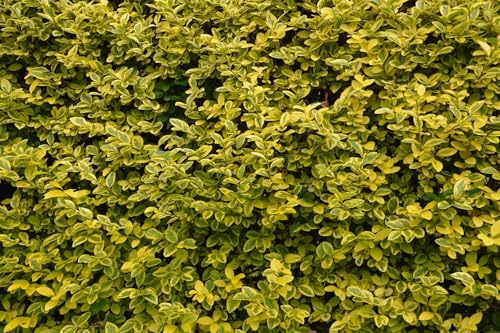 Direct Plants 10x Large Golden Privet Ligustrum Aureum Hedging Shrubs 3-4ft Tall, Supplied Bare Root