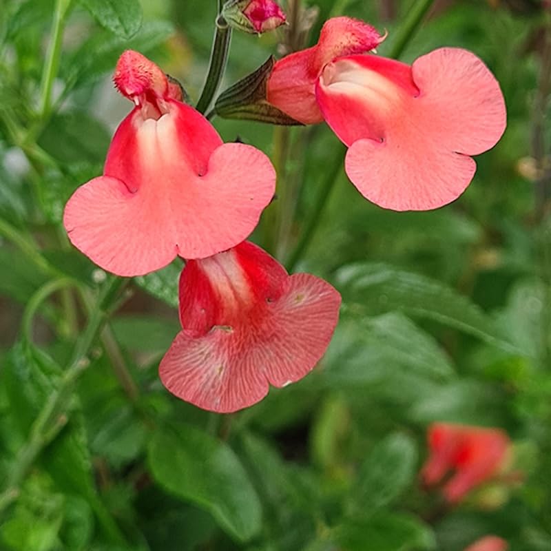Salvia Regal Salmon 3 Plug Perennial Plants