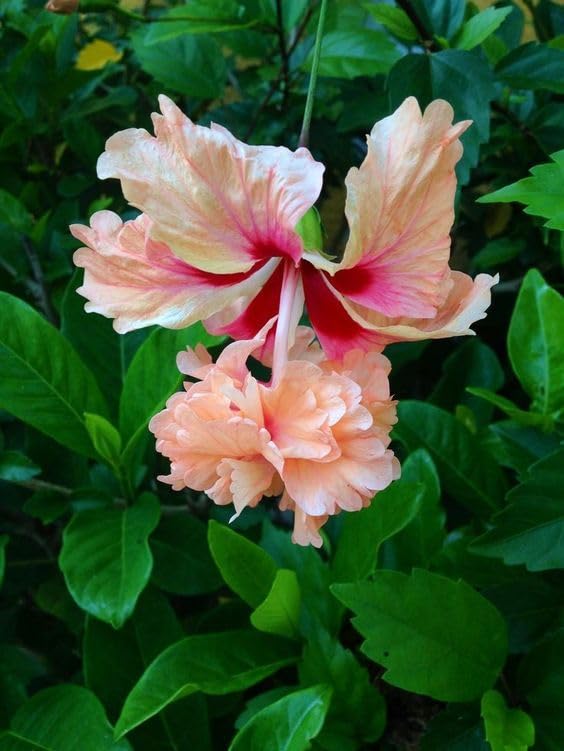🅼🆅🅺🆁 Rare Exotic Double Layered Hibiscus plant | Gudhal Plant | Pack of 1 Plant (B0CQTQTDYK) Amazon Price History, Amazon Price Tracker