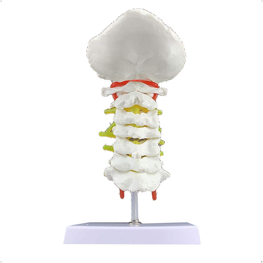 Sjdopulse A Cervical Spine Model - Natomy Model Cervical Vertebr Spinal Nerves Model - Life Size Cervical Spine With Carotid Rtery, Posterior Occiput, Intervertebral Disc Nd Nerve Model (A)