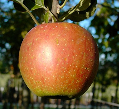 Apfelbaum Kaiser Wilhelm historischer robuster Winterapfel Busch ca. 110-140 cm 9,5 Liter Topf MM111