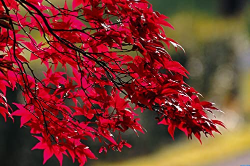 Braing Food 50+ Red Maple Seeds For Planting Outdoors - Heirloom Maple Tree Seeds (Acer Rubrum) (Red Maple) #TOP3