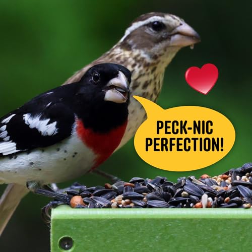 Cool Birds All Birds Wild Bird Seed – 10 lb. Classic Blend with Black Oil Sunflower, White Millet, Safflower, Peanuts & Sunflower Hearts – Balanced Bird Food for Outside Feeders - Image 6