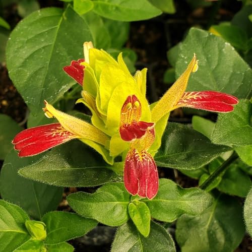 Shrimp Plant ‘Fruit Cocktail’ – Beloperone guttata - Pack of 3 Live Starter Plants (4-6 Inches Tall) – Rare Multi-Colored Blooms, Fast-Growing, Container-Friendly Tropical Accent, Long-Blooming