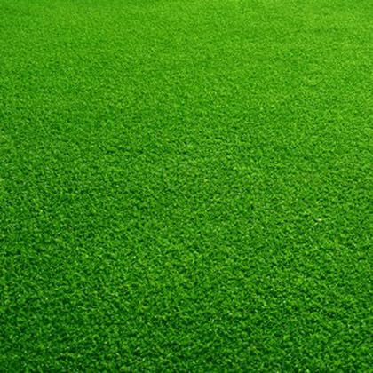 Image of American Imported Bermuda Lawn Grass Seeds for Home and Gardening (Pack of 7000 Seeds) A 55