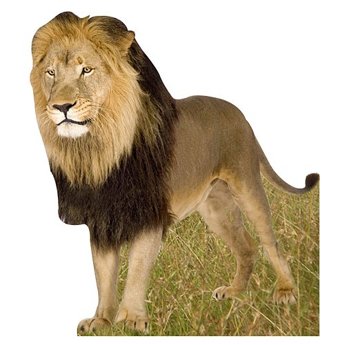 Jungle Safari Lion Cardboard Cutout Standee Standup Prop Party Supplies Decorations Decor Backdrop Background